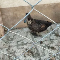 اردک|حیوانات مزرعه|گرمسار, |دیوار