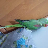 شاه طوطی|پرنده|بیرجند, |دیوار