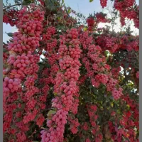 اصلاح درخت زرشک انجام میدم