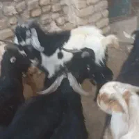 بزغاله‌پروار