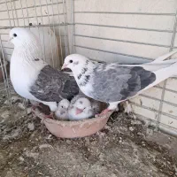 کله الماسی ودوکت