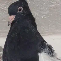 ۷سینه سیاه از سه پره تا سربند اومده +سینه تافته ای|پرنده|مرودشت, ابوذر شمالی‎|دیوار