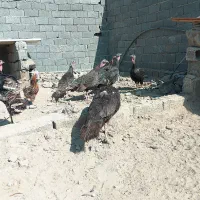 7عدد بوقلمون نروماده اصیل