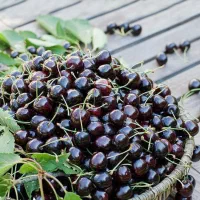 پخش نهال میوه و گل رز هلندی