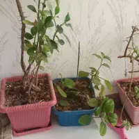 دیفن باخیا|گل و گیاه طبیعی|نورآباد, |دیوار