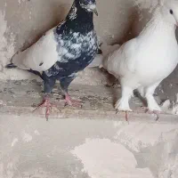 کبوترفروشی