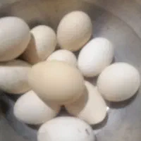 تخم نطفه دار لاری و دورگ لاری