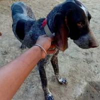 سگ دنبلان یاب حرفه ای حرف گوش کن واقعی بیاد|سگ|گلی داغ, |دیوار