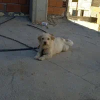 سگ پاکوتا