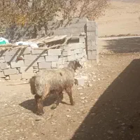 میش وبره|حیوانات مزرعه|صمصامی, |دیوار