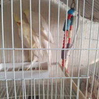 عروس هلندی مولد|پرنده|تبریز, |دیوار