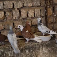 کفتر ،کبوتر