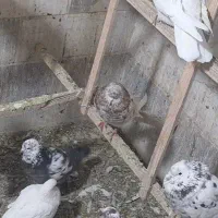 سرور نر کبکی تیر|پرنده|تهران, امام زاده عبدالله|دیوار