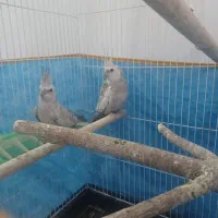 یک جفت عروس هلندی