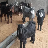 بزو بزغاله فروش|حیوانات مزرعه|آبدانان, |دیوار