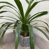 گل پاندانتوس