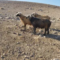 فروش قوچ بذری|حیوانات مزرعه|فسا, |دیوار