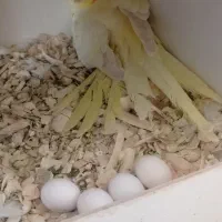 عروس هلندی کوتوله