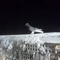 سبز دم سفید نر