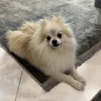 جفت گیری پامرانین عروسکی اورجینال|سگ|مشهد, امیر|دیوار