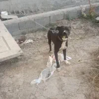 سگ پیتبول پیت بول نر|سگ|اصفهان, بهارستان|دیوار