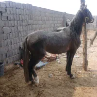 اسب نیله|اسب و تجهیزات اسب‌سواری|شبانکاره, |دیوار