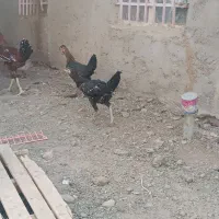 خروس و مرغ تخم گزار|حیوانات مزرعه|زابل, |دیوار