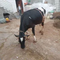 گاو شیری با گوساله ماده سیمینتال|حیوانات مزرعه|مشگین شهر, |دیوار