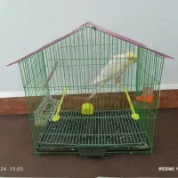 عروس هلندی.نژاد لوتینو.نر جوان.سخنگو کاملا دستی|پرنده|مینودشت, |دیوار