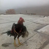 خروس لاری|حیوانات مزرعه|ماکو, |دیوار