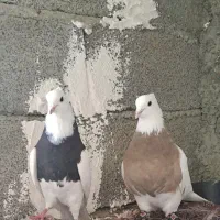 کبوتر|حیوانات|کرمانشاه, |دیوار