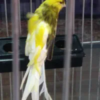 قناری رسمی بلند