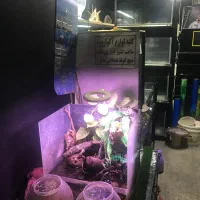 اجاره مغازه آکواریوم فروشی