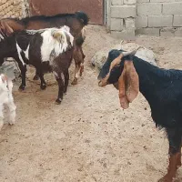 یه بز آبستن یه بز دوقلو یه بز دودندون قیمت اخر