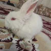 خرگوش|موش و خرگوش|مشهد, توس (بلوار توس)|دیوار