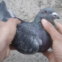 کبوتر