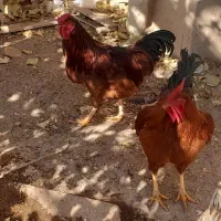 فروش ۴عدد خروس|حیوانات مزرعه|ساروق, |دیوار