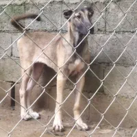 توله های سرابی|سگ|شاندرمن, |دیوار