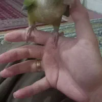 طوطی گرینچیک