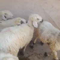 میش،شیشک،روزگاری،|حیوانات مزرعه|افزر, |دیوار