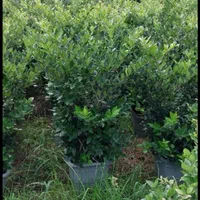 گل کاج شمشاد مهندس امیر|خدمات باغبانی و درختکاری|مشهد, امیریه|دیوار