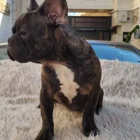 فرنچ بولداگ|سگ|ابهر, |دیوار