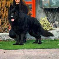 سگ ژرمن بلک نر ۱۵ ماهه|سگ|تهران, تهرانپارس جنوبی|دیوار