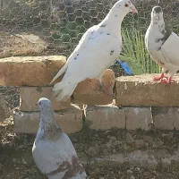 کبوتر پلاکی|پرنده|جره و بالاده, |دیوار