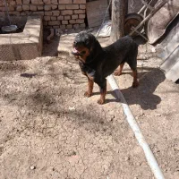 سگ نگهبان روتوایلر