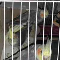 سه عدد عروس هلندی دو ماده و یک نر و دو عدد خرگوش