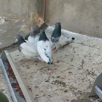 کبوتر|پرنده|گناباد, |دیوار