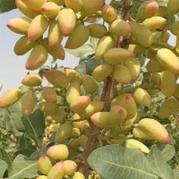 فروش 16ساعت آب به همراه چهار هکتار زمین پسته|فروش دفتر صنعتی، کشاورزی، تجاری|تفت, |دیوار