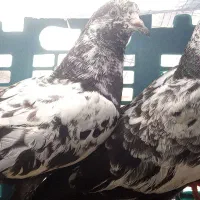 کبوتر سوسکی