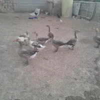 چهارخروس وچهار غاز به فروش میرسد